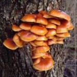 SADBA - Penízovka sametonohá 250 g